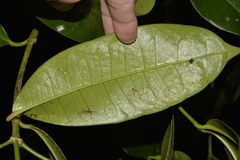 Baloghia inophylla