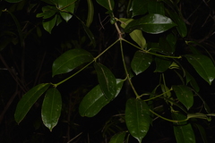 Baloghia inophylla