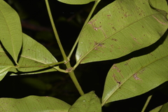 Baloghia inophylla