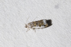 Proteoteras naracana