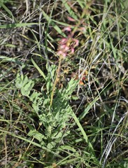 Oenothera cinerea cinerea
