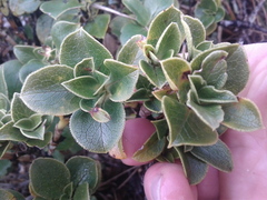 Coprosma serrulata