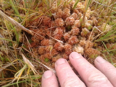 Sphagnum cristatum