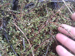 Coprosma depressa