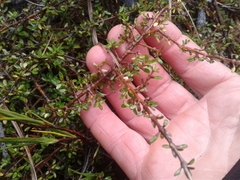 Coprosma depressa