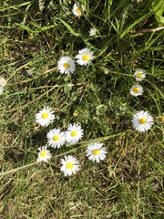 Bellis perennis