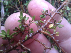 Coprosma depressa