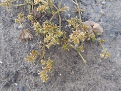 Glinus oppositifolius