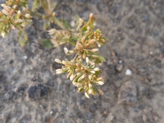 Glinus oppositifolius