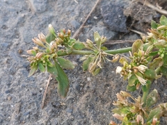 Glinus oppositifolius