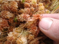 Sphagnum cristatum