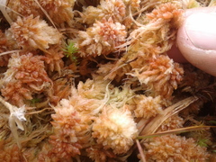 Sphagnum cristatum