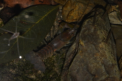 Cherax depressus