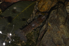 Cherax depressus
