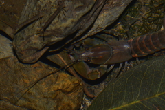 Cherax depressus