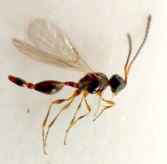 Stylaclista quasimodo