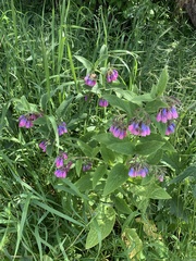 Symphytum officinale