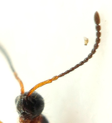 Stylaclista quasimodo