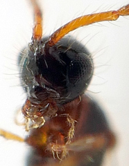 Stylaclista quasimodo