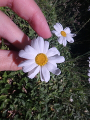Tanacetum poteriifolium