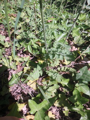 Tanacetum poteriifolium