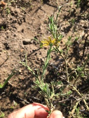 Osteospermum spinosum