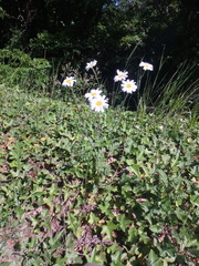 Tanacetum poteriifolium