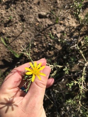 Osteospermum spinosum