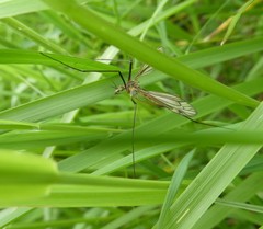 Tipula vernalis