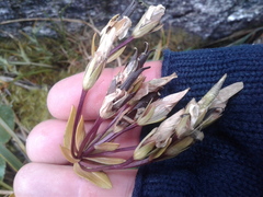 Gentianella montana montana