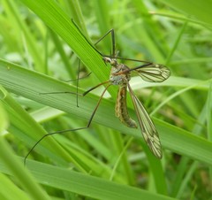 Tipula vernalis