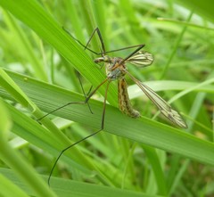 Tipula vernalis