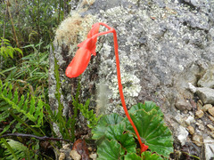Begonia veitchii