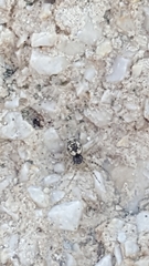 Oecobius maculatus