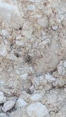Oecobius maculatus