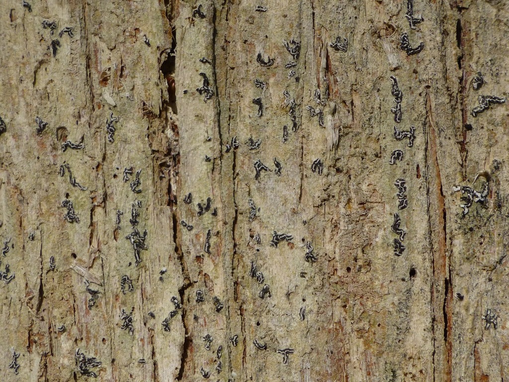 Vigneronia