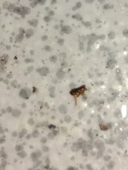 Ctenocephalides canis