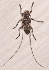 Acanthocinus obsoletus