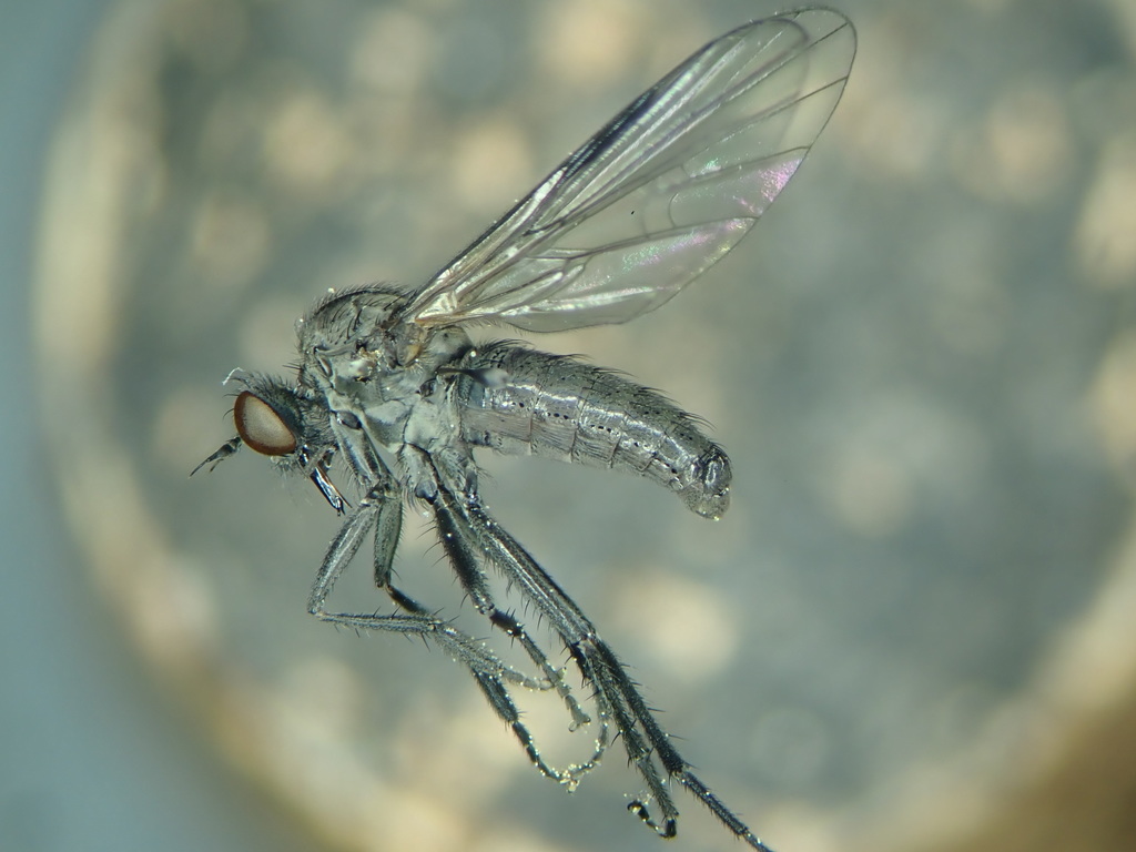 Hilara interstincta