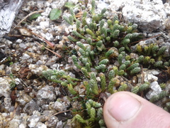Kelleria