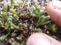 Kelleria