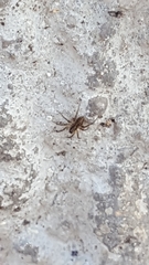 Lycosidae