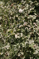 Valeriana officinalis