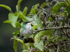 Elliotomyia viridicauda