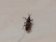 Diocalandra frumenti