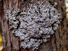 Physconia subpallida