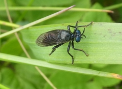 Dioctria atricapilla