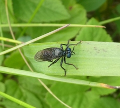 Dioctria atricapilla