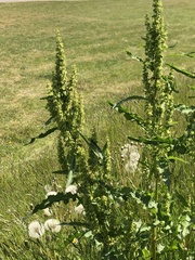Rumex confertus