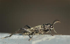 Xylotrechus rusticus